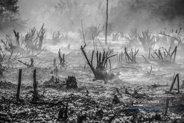 اندونزی بزرگترین تولید کننده روغن نخل در جهان است و پاکسازی زمین در مقیاس صنعتی خطر آتش سوزی جنگلی را به شدت افزایش داده است. در حالی که دولت اندونزی قوانین سختگیرانه‌ای را علیه سوزاندن برای آزادسازی زمین وضع کرده است، شرکت‌های بزرگ اغلب برای اجتناب از جریمه راه‌های گریز پیدا می‌کنند.‌‌‌‌‌‌‌
