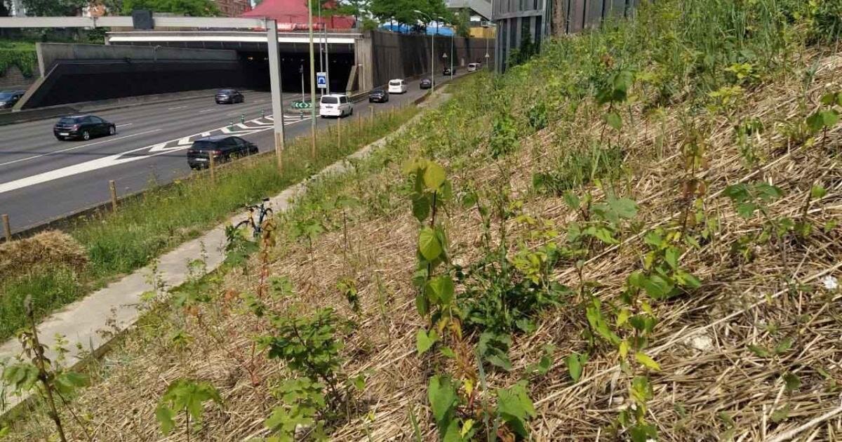 افزایش جنگلهای شهری جیبی در پاریس