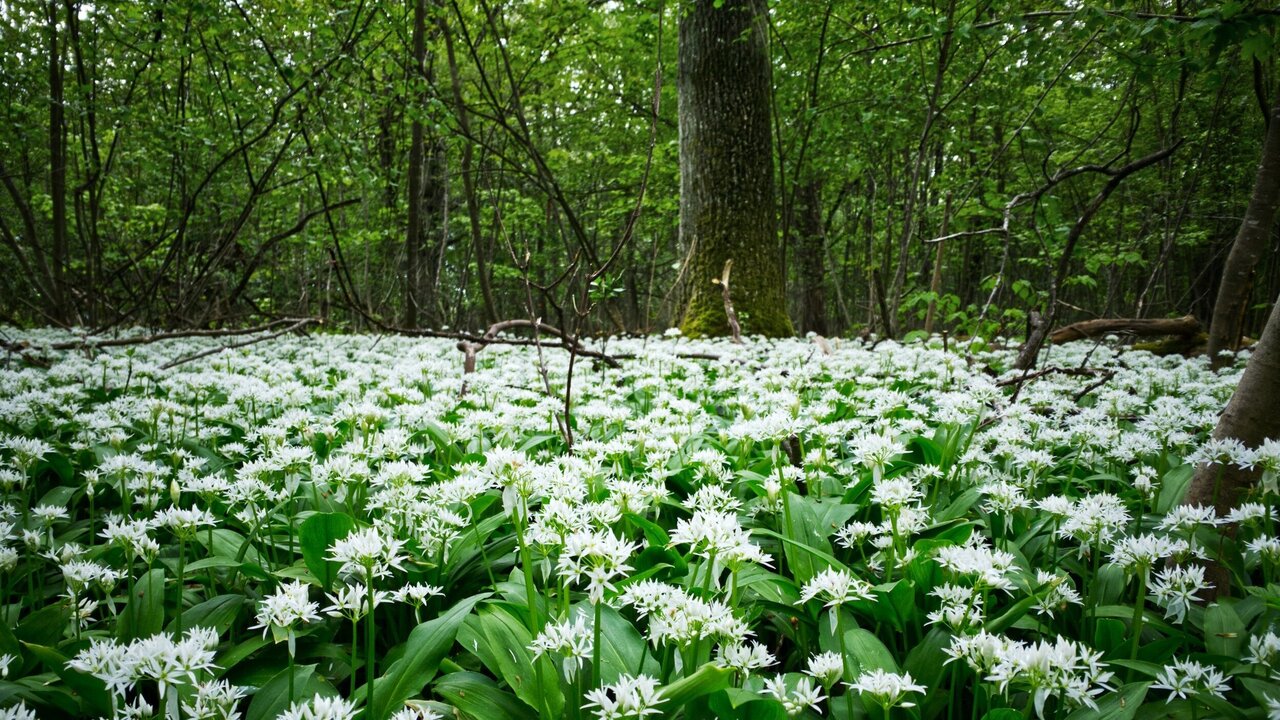 افزایش جنگلهای شهری جیبی در پاریس