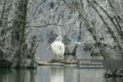 سرشماری پرندگان مهاجر آبزی در گیلان