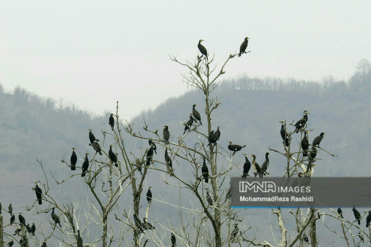 طبیعت زمستانی تالاب استیل آستارا