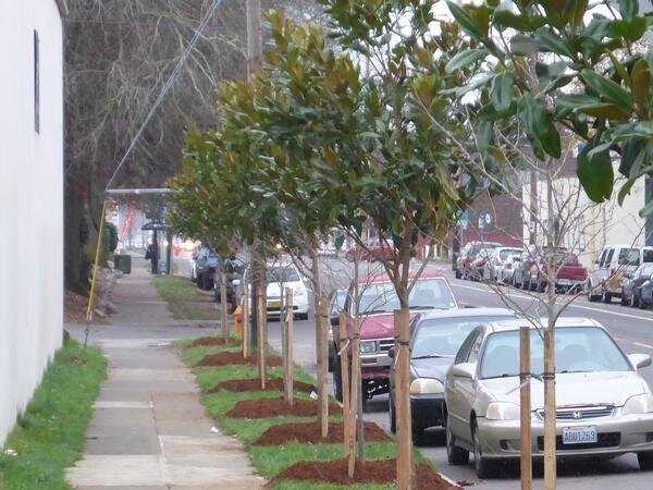 تاثیر درختکاری شهری بر کاهش بیماری شهروندان