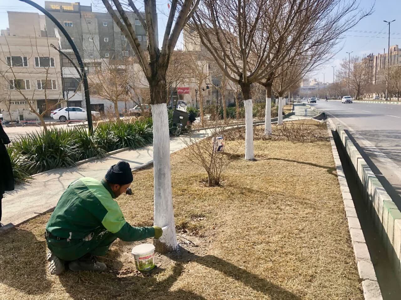 اجرای عملیات پوشش تنه درختان در مشهد