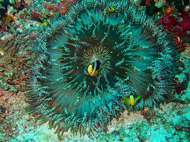 زیباترین مقاصد زیرآبی جهان