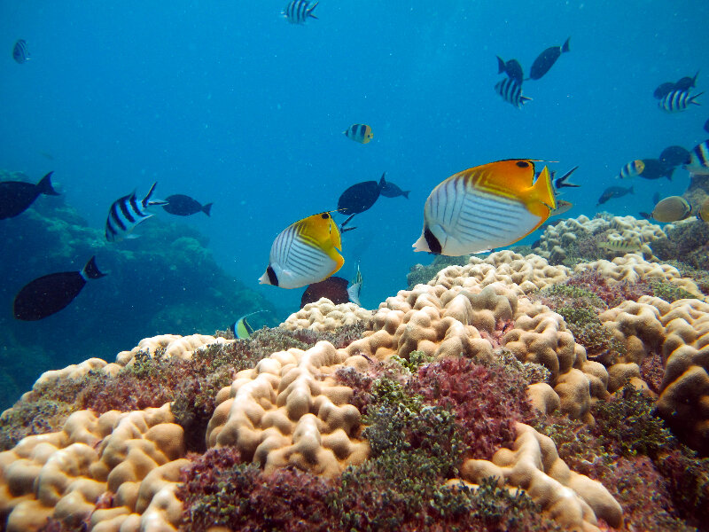 زیباترین مقاصد زیرآبی جهان