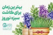 سبزه نوروزی + زمان کاشت و جزئیات