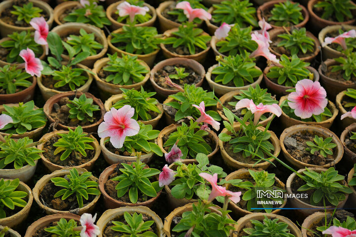 تولید ۳۰۰ هزار نشای گلدانی و بوته گل فصلی در گلخانه شهرداری گلپایگان