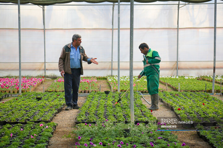 طرح توسعه گلخانه‌های استان گلستان تا سال ۱۴۰۵/ گلخانه‌ها به ۲۲۰ هکتار می‌رسد