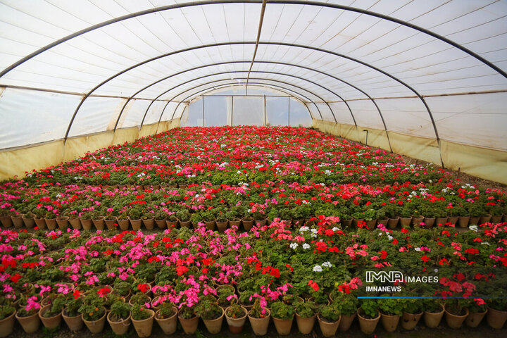 تولید ۲ میلیون بوته گل از ابتدای سال جاری در مشهد