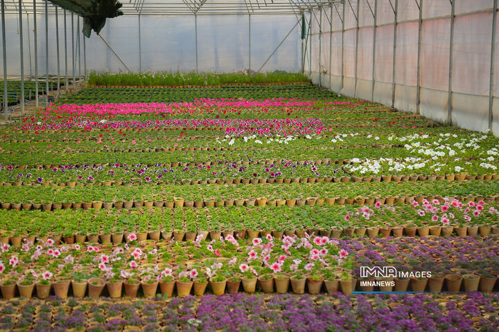 تولید ۵۰ هزار اصله نهال و گل در گلخانه شهرداری خرم‌آباد