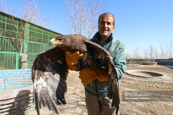 آزادسازی پرندگان شکاری در همدان