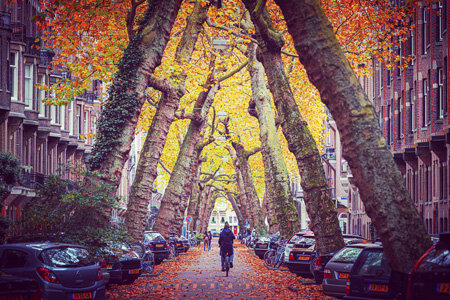 مزایای درختکاری شهری+ شهرهایی با بالاترین پوشش جنگلی در جهان