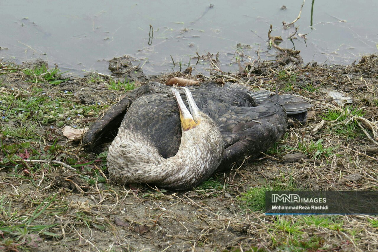 Photojournalism's outstanding contribution to environmental awareness