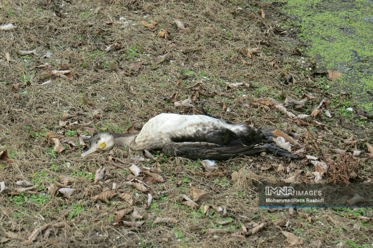 چرخ کامیونها بر شاهرگ استیل!