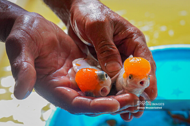 ماهی قرمز سفره هفتسین