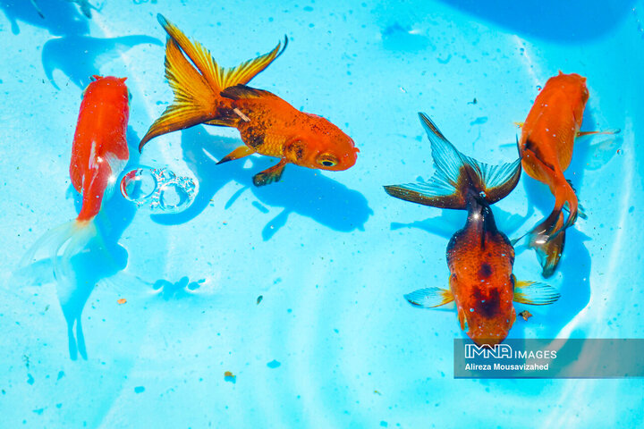 ماهی قرمز سفره هفتسین