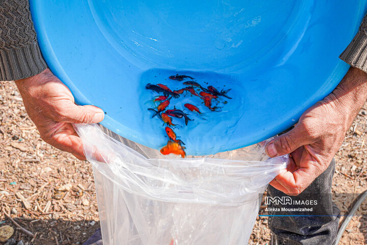 ماهی قرمز سفره هفتسین