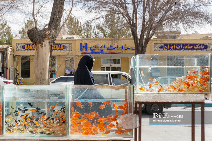 ماهی قرمز سفره هفتسین