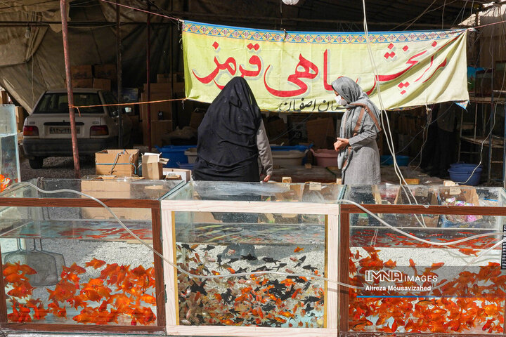 ماهی قرمز سفره هفتسین