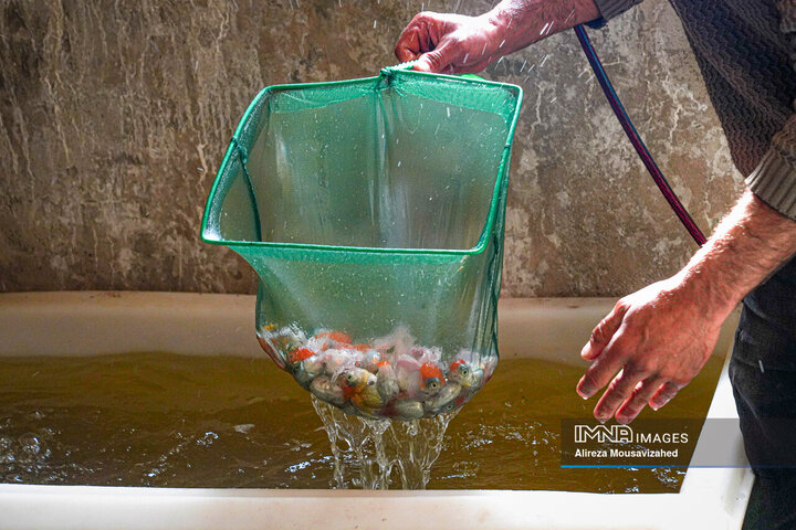 ماهی قرمز سفره هفتسین