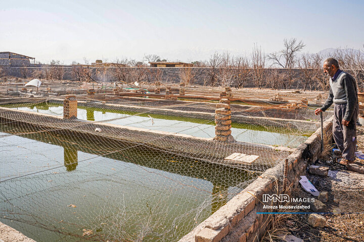 ماهی قرمز سفره هفتسین