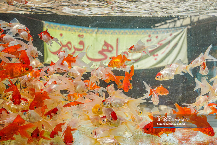 ماهی قرمز سفره هفتسین