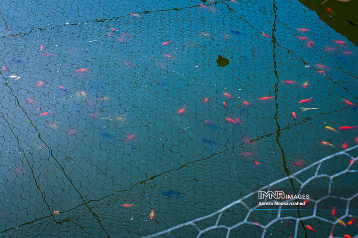 ماهی قرمز سفره هفتسین