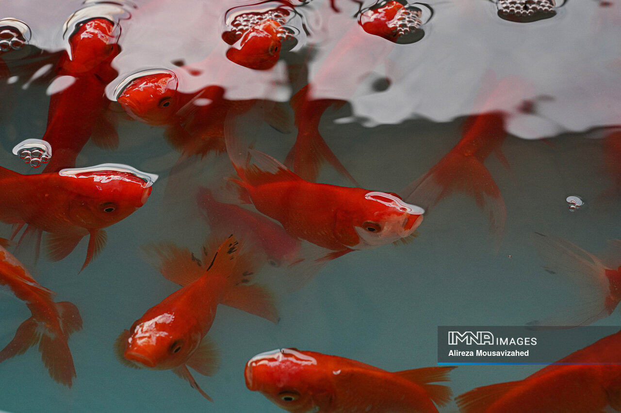 ماهی قرمز چه بلایی بر سر محیط‌زیست می‌آورد؟