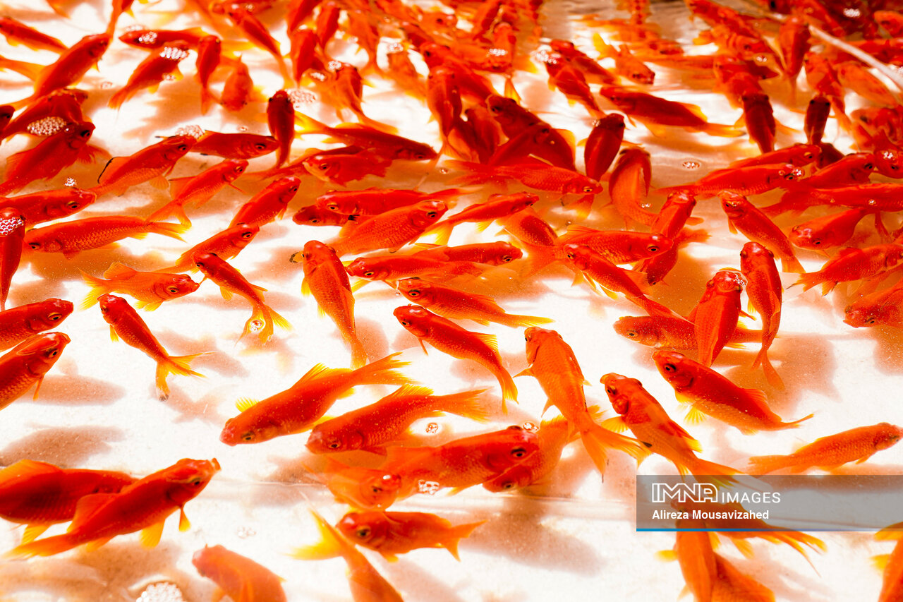 ماهی قرمز چه بلایی بر سر محیط‌زیست می‌آورد؟