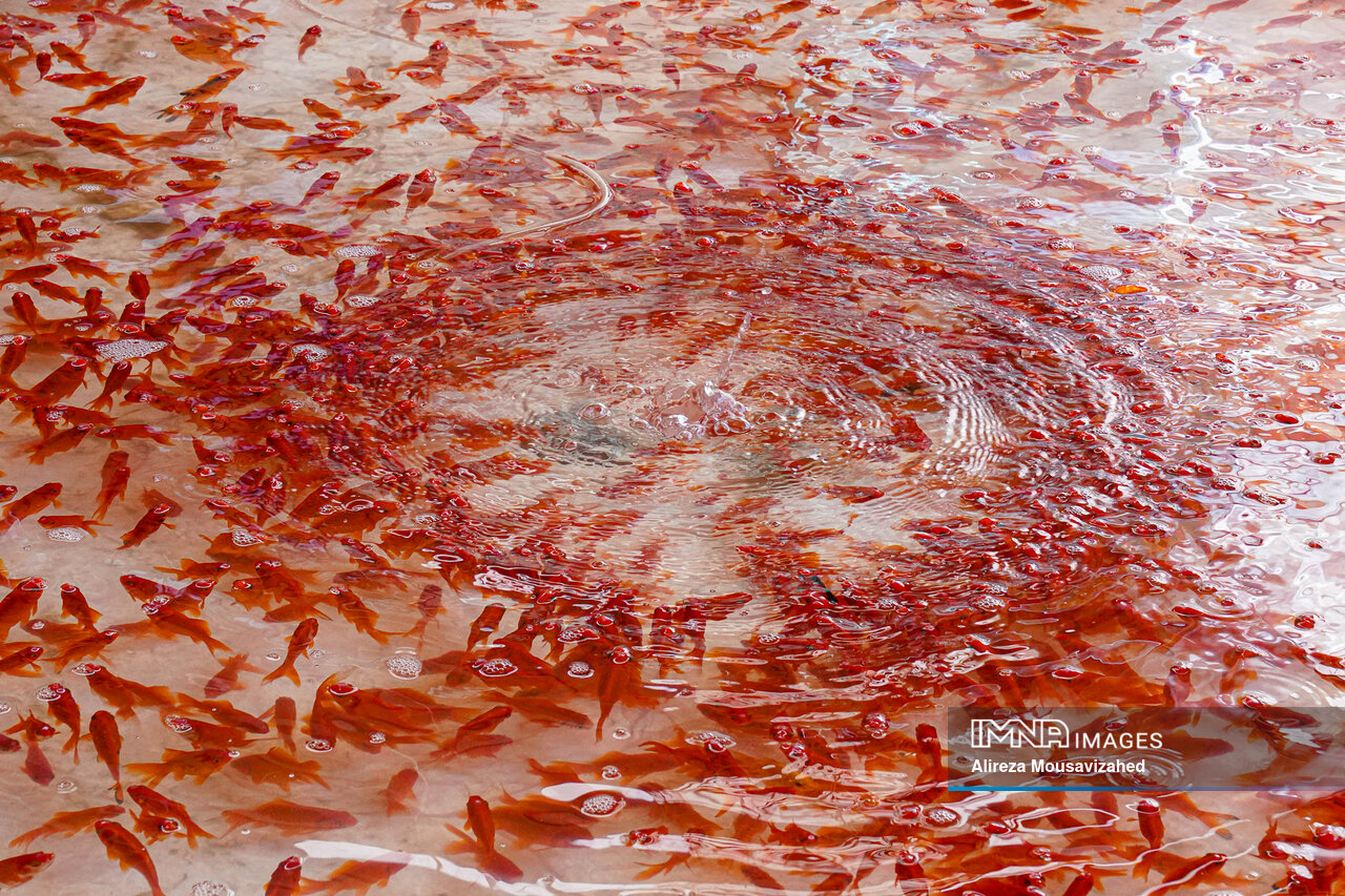 حدود ۳.۵ میلیون قطعه ماهی زینتی در مازندران تولید شد