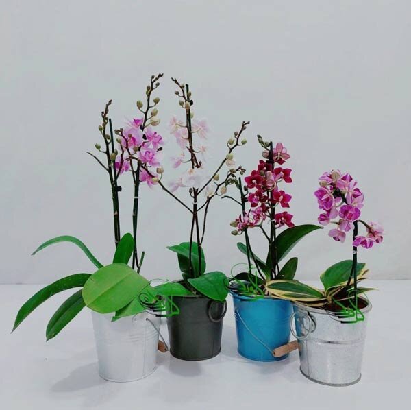 معرفی بهترین گلدان گل برای هدیه دادن معرفی بهترین گلدان گل برای هدیه دادن