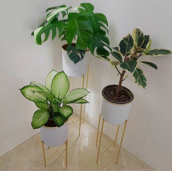 گلدان برگ انجیری