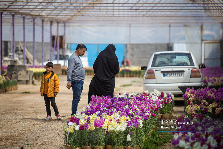 قطب تولید گل شب‌بو در ایران