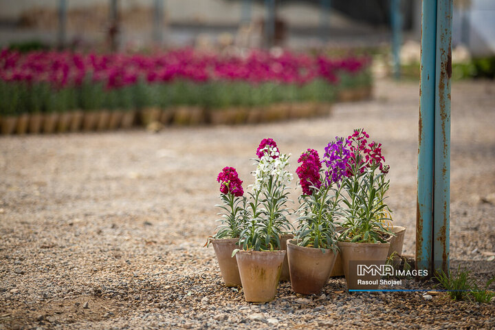 قطب تولید گل شب‌بو در ایران