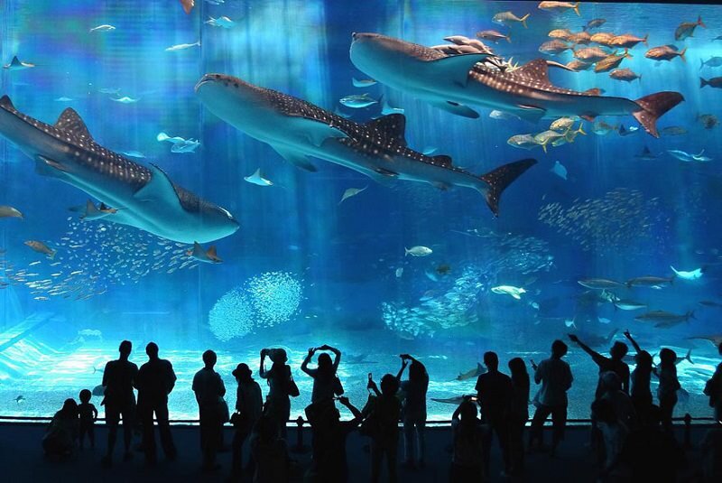 بهترین آکواریومهای جهان + جذابیتهای دنیای زیر آب