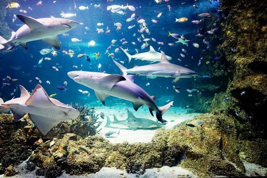 بهترین آکواریوم‌های جهان + جذابیت‌های دنیای زیر آب