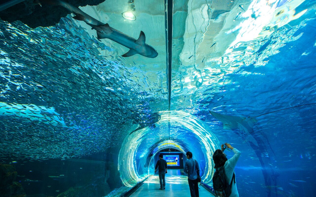 بهترین آکواریومهای جهان + جذابیتهای دنیای زیر آب