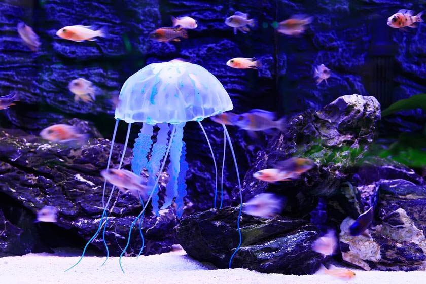 بهترین آکواریومهای جهان + جذابیتهای دنیای زیر آب