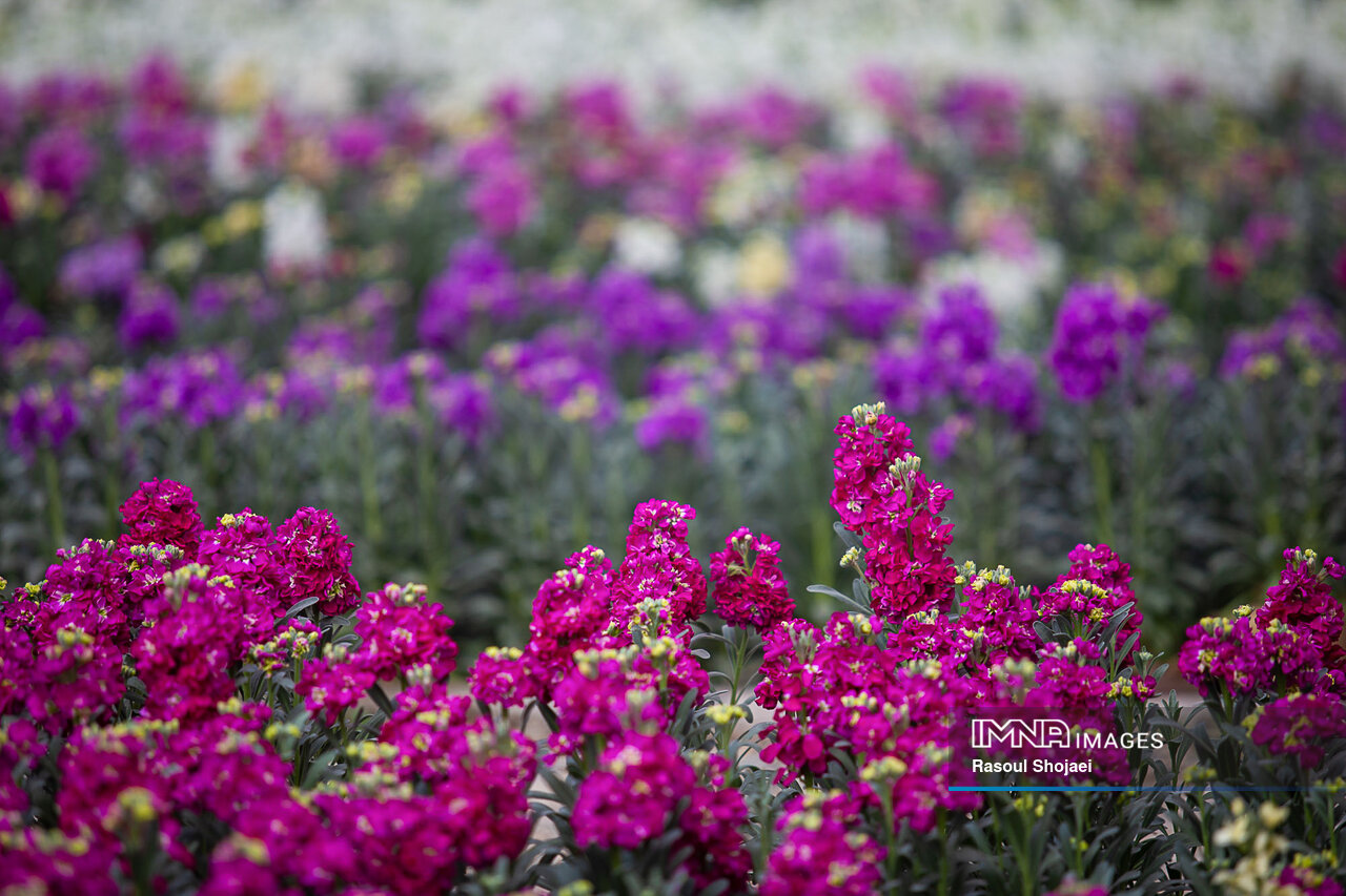 کاشت ۳۰ هزار گل شب‌بو در سطح منطقه ۹ اصفهان