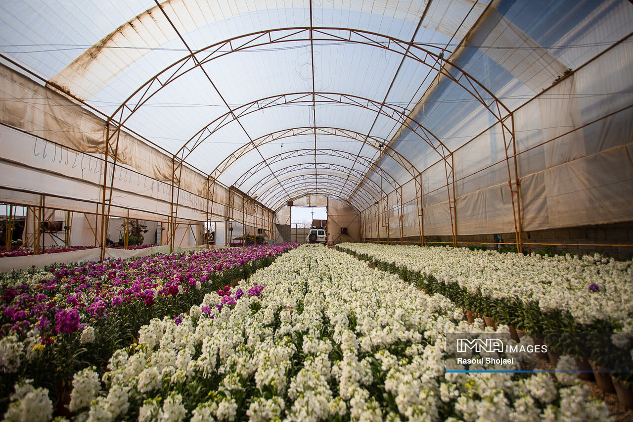 هنر گلکاری خمینیشهر، شببوهایی که تا مشهد میرسد