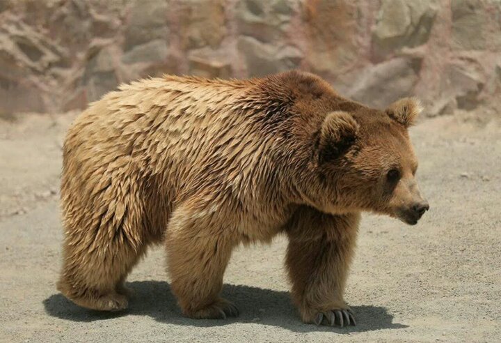 خرس قهوه‌ای و ۲ توله‌اش در طبیعت رهاسازی شدند