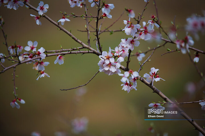 ردپای بهار در کردستان