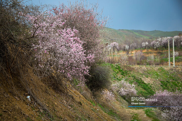 ردپای بهار در کردستان