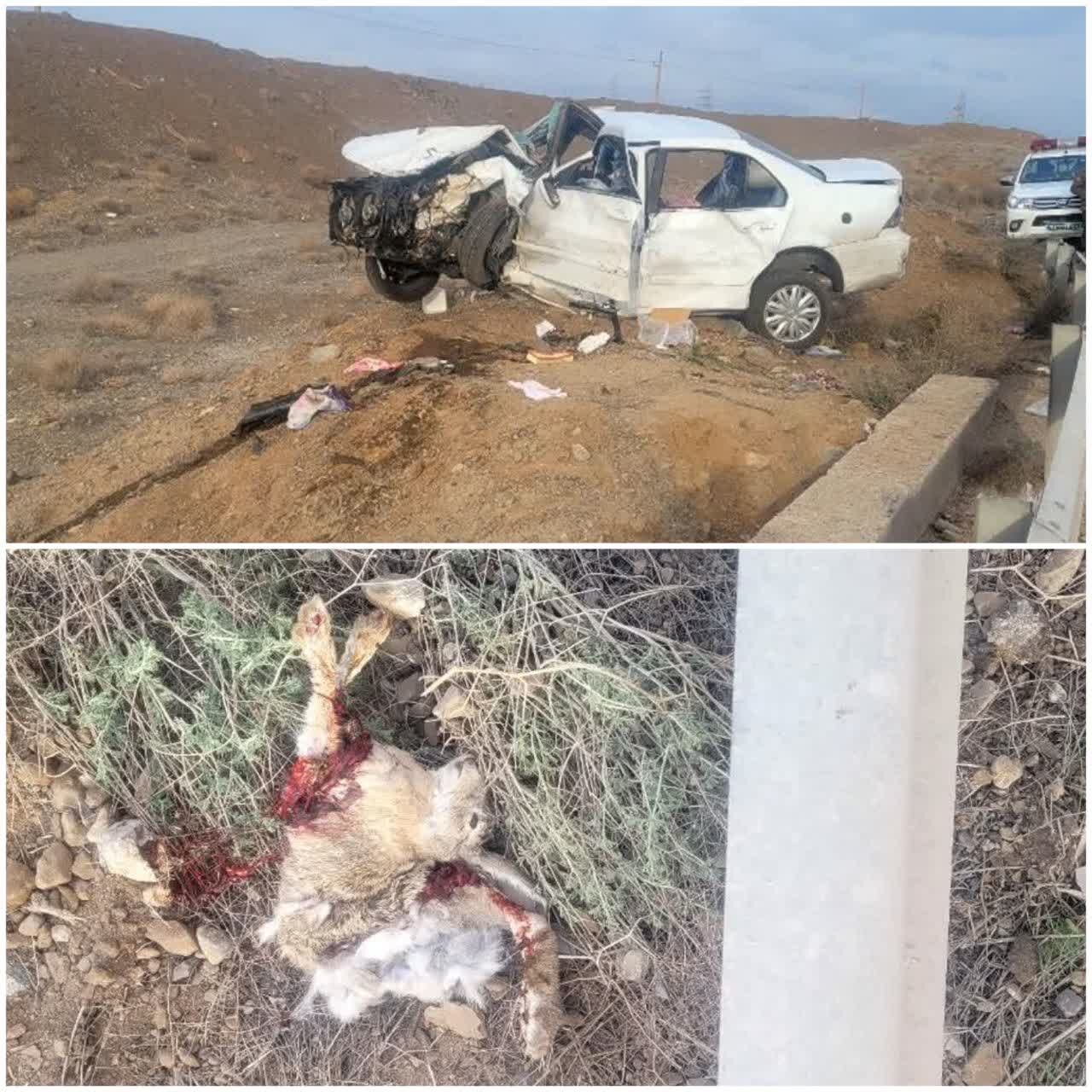 مصدوم شدن ۷ نفر در تصادف خودروی سواری سمند با یک خرگوش+ عکس
