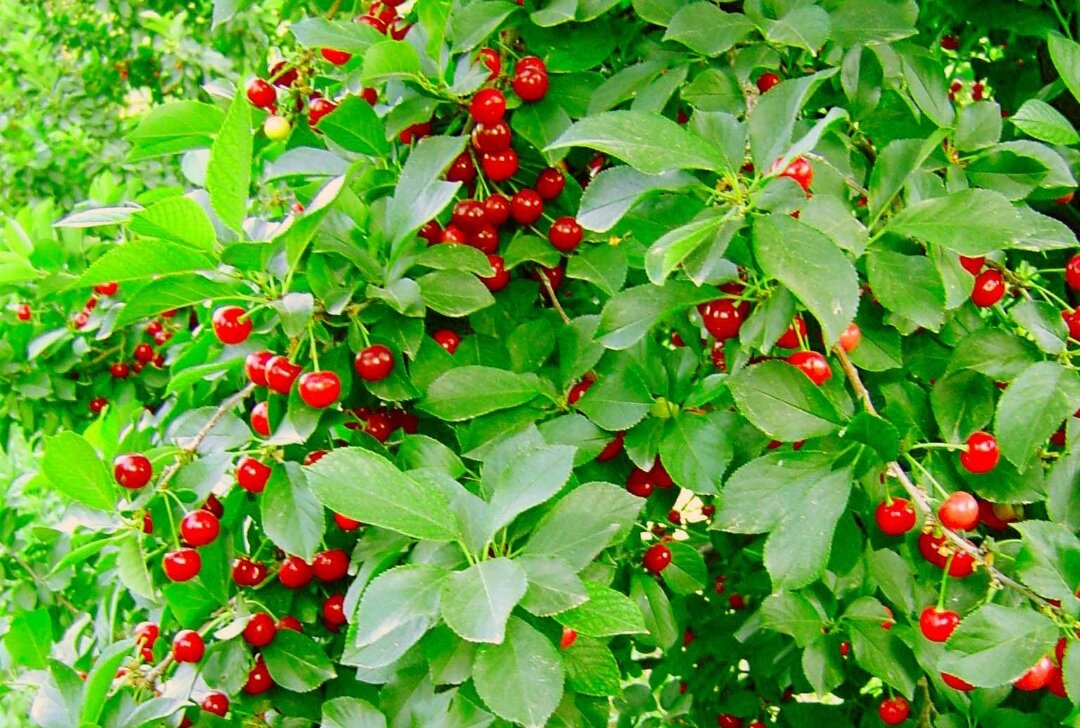 رونق اقتصادی شهر مرواریدهای سرخ