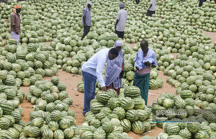 فروش هندوانه در آستانه ماه رمضان در سومالی