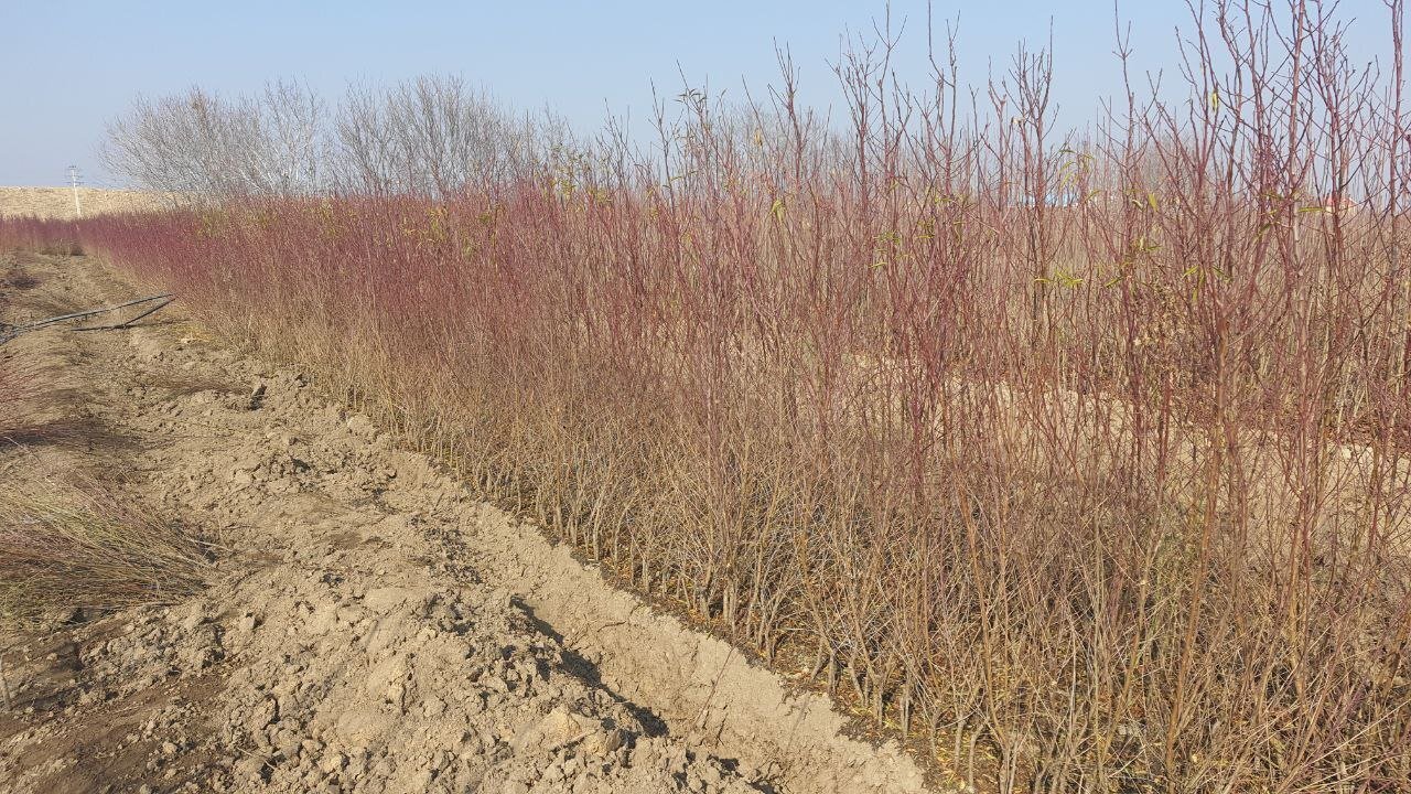 بررسی کیفیت خاک و شرایط رشد نهالهای نهالستان