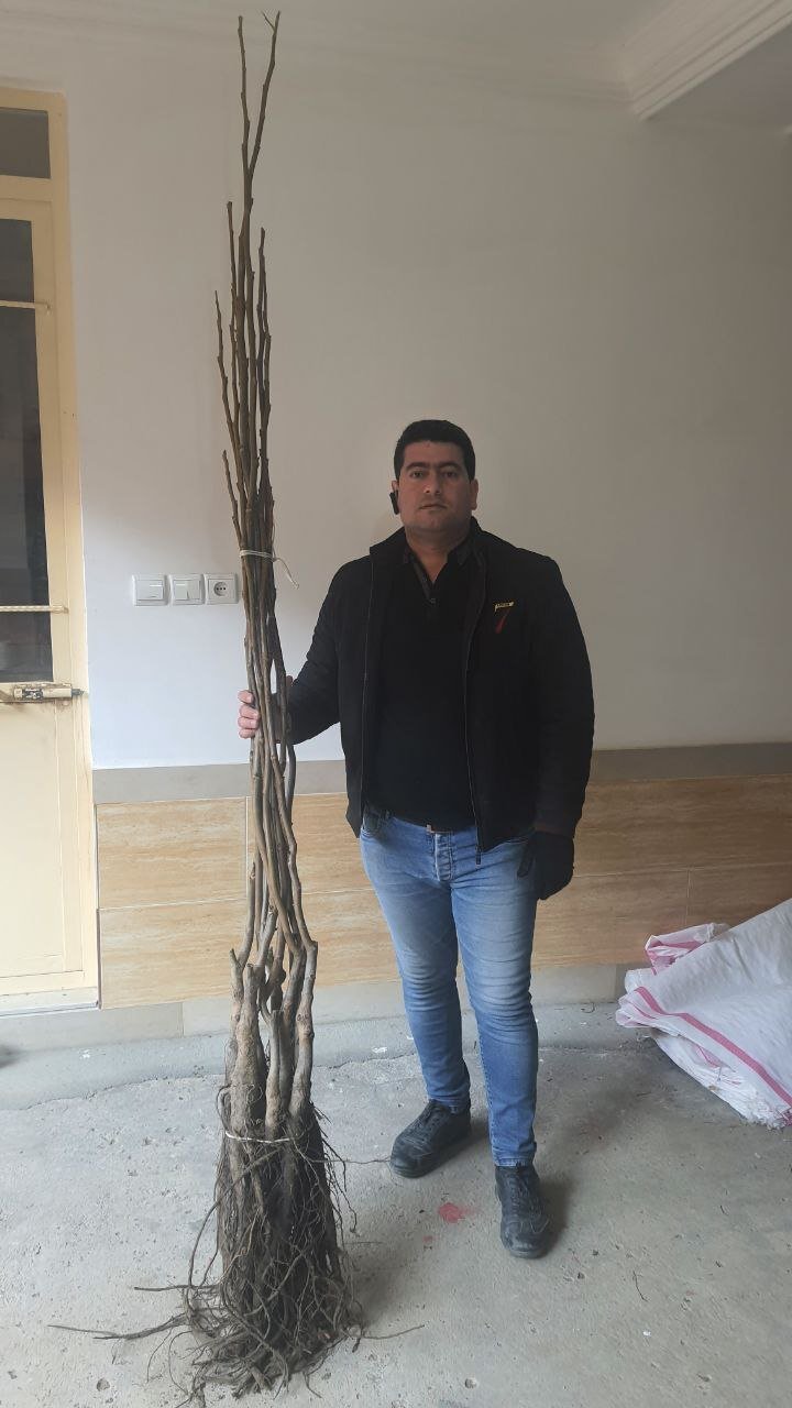 راهنمای انتخاب یک نهالستان معتبر برای 1402