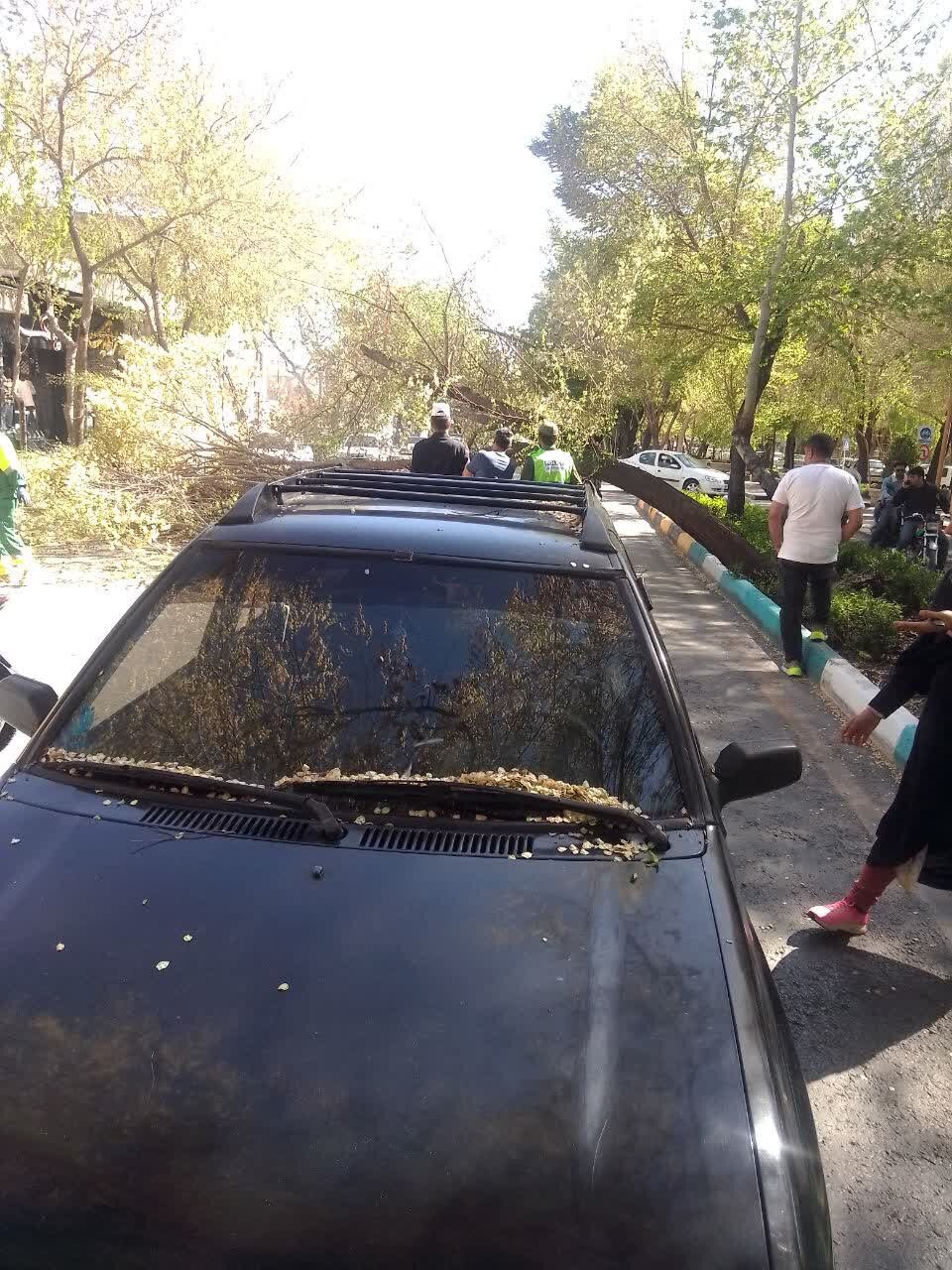 سقوط ۲۴ درخت و دستک در اصفهان / خسارت به خودرو پراید وارد شد