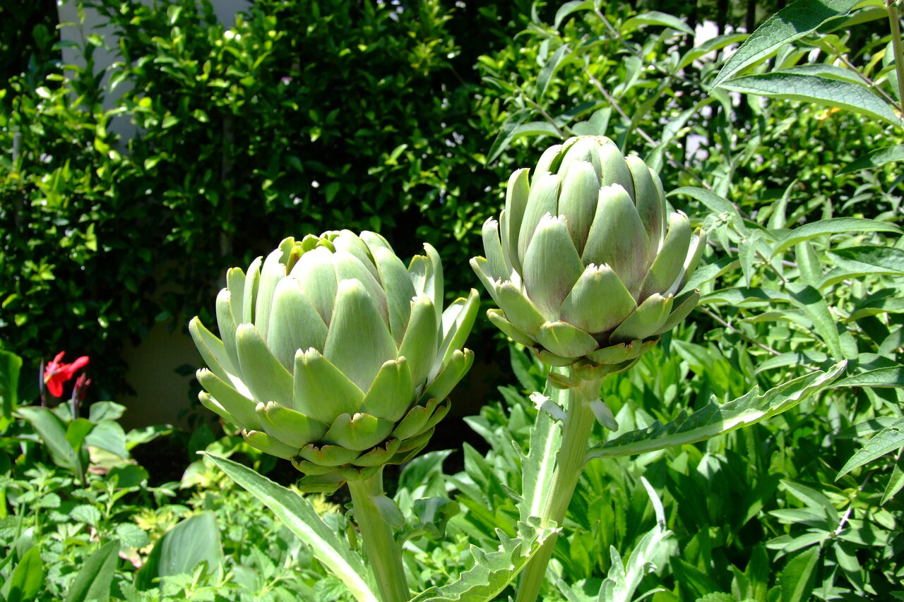 کنگر فرنگی از طریقه مصرف تا خاصیت + نام دیگر، چای و دمنوش آرتیشو